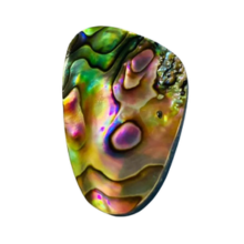  ABALONE